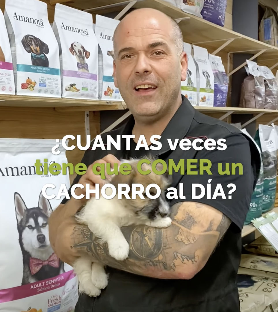 Cuantas veces tiene que comer un cachorro al día?